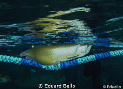 Silver Arowana. by Eduard Bello 